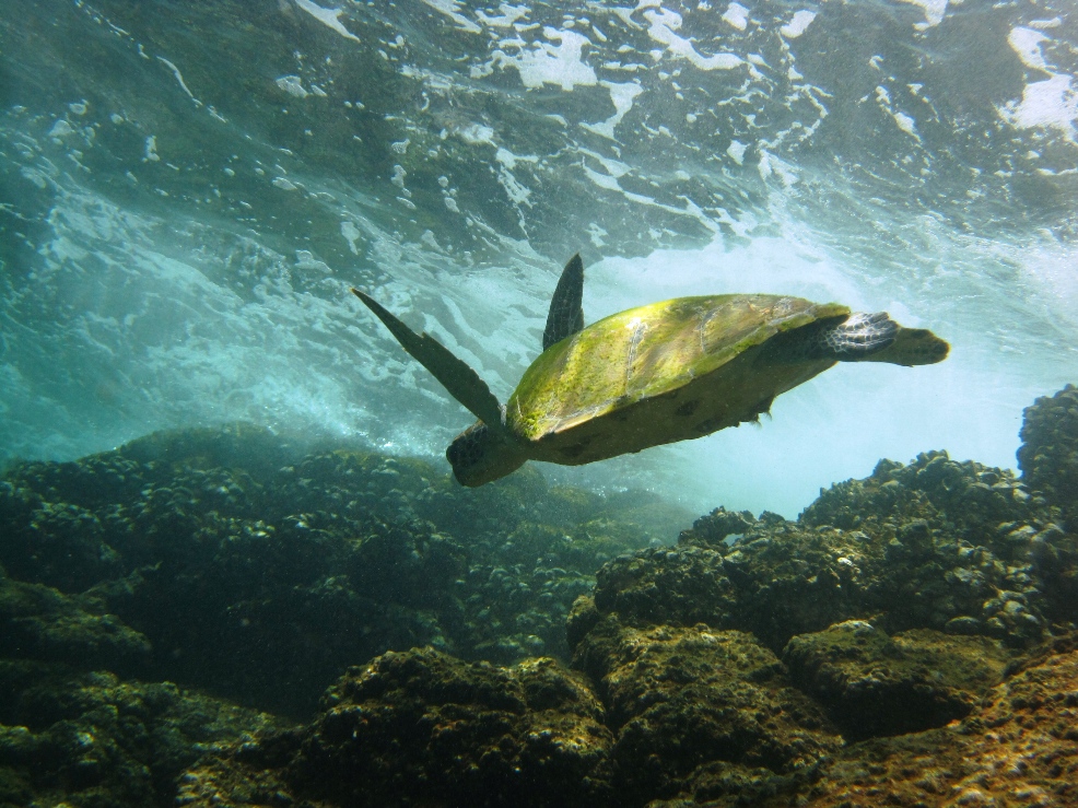 turtle near the water surface 35p